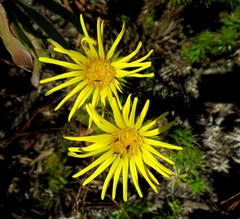 Cullumia carlinoides