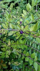 Lonicera ligustrina