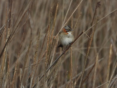 Zonotrichia capensis