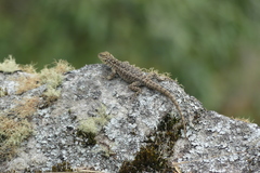 Stenocercus crassicaudatus