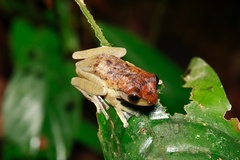 Leptomantis fasciatus