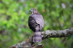Accipiter virgatus