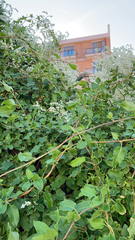 Muehlenbeckia australis