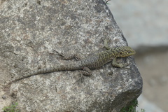 Stenocercus crassicaudatus