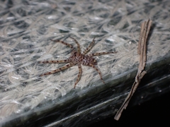 Heteropoda amphora