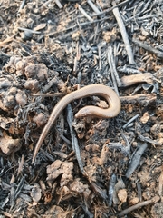 Ablepharus rueppellii