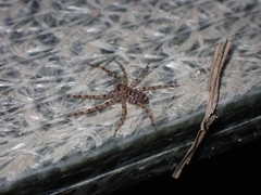 Heteropoda amphora