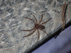 Heteropoda amphora