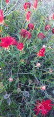 Drosanthemum lavisii