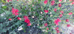 Drosanthemum lavisii
