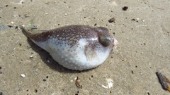 Torquigener flavimaculosus