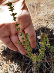 Thymus carnosus