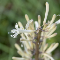 Sansevieria roxburghiana