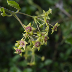 Vincetoxicum indicum