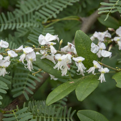 Derris scandens