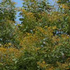 Pterocarpus marsupium