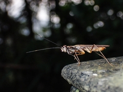 Spilomantis occipitalis