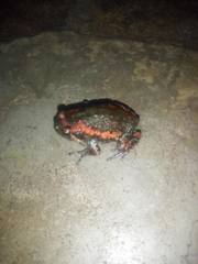 Microhylinae