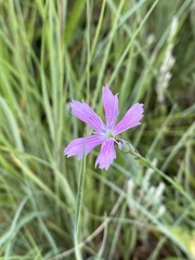 Dianthus mooiensis