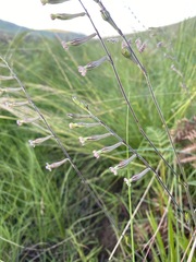 Silene burchellii