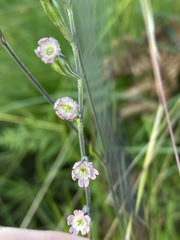Silene burchellii