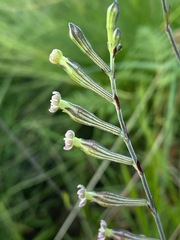 Silene burchellii
