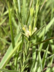 Gnidia nodiflora