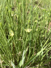 Gnidia nodiflora