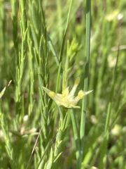 Gnidia nodiflora