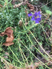 Hyssopus officinalis