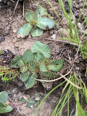 Alepidea setifera