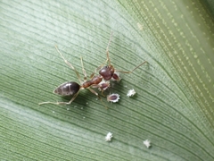 Technomyrmex antennus