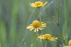 Helenium drummondii