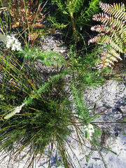 Dischisma ciliatum ciliatum