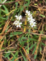 Gypsophila fastigiata
