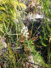 Dischisma ciliatum ciliatum