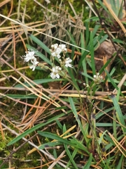 Gypsophila fastigiata