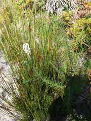 Dischisma ciliatum ciliatum