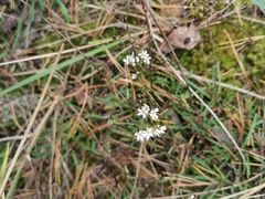 Gypsophila fastigiata