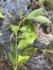 Robsonodendron eucleiforme image