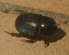 Euetheola
