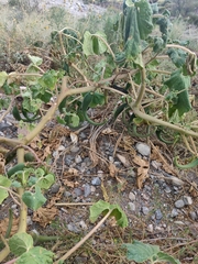 Proboscidea louisianica