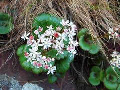 Crassula capensis
