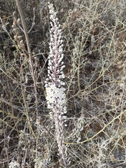 Drimia numidica