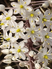 Drimia numidica