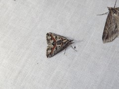 Dichromodes cirrhoplaca