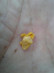 Cantharellus romagnesianus