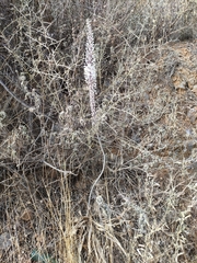 Drimia numidica