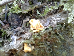 Cantharellus romagnesianus
