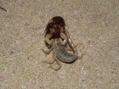 Urodacus armatus